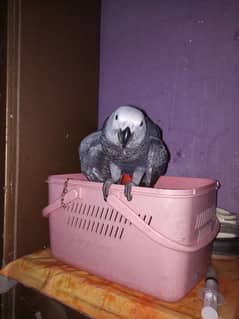 grey parrot