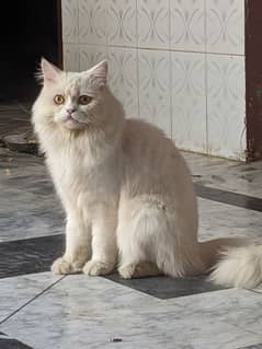 Persian cat