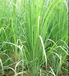 lemon grass