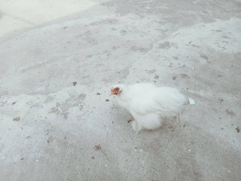 silky hen for sale 0