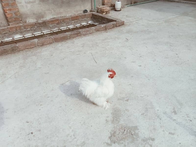 silky hen for sale 1