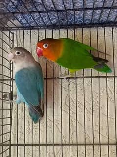 Lovebirds Parrots with Cage