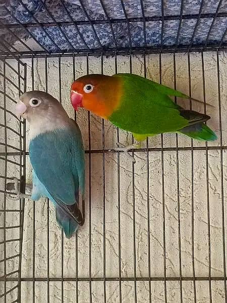 Lovebirds and Austrailian with Cage 0