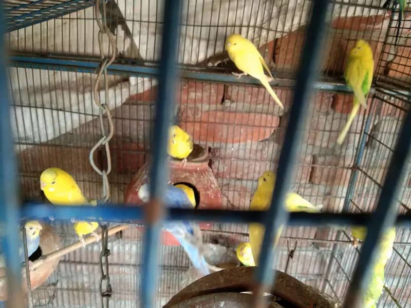 Lovebirds and Austrailian with Cage 1