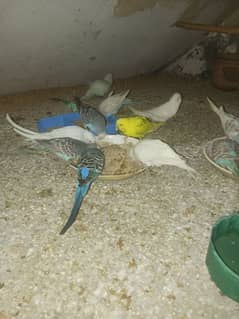 parrot Bajri Colony for sale