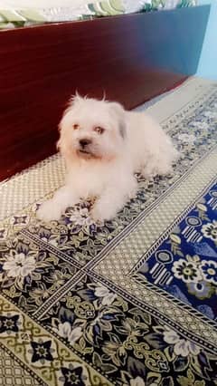 Shihtzu male 1.5 years For sale