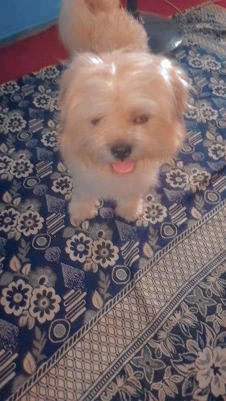 Shihtzu male 1.5 years For sale 1