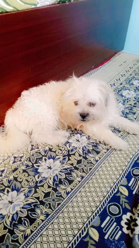 Shihtzu male 1.5 years For sale 2