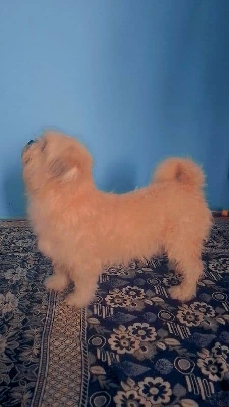 Shihtzu male 1.5 years For sale 3