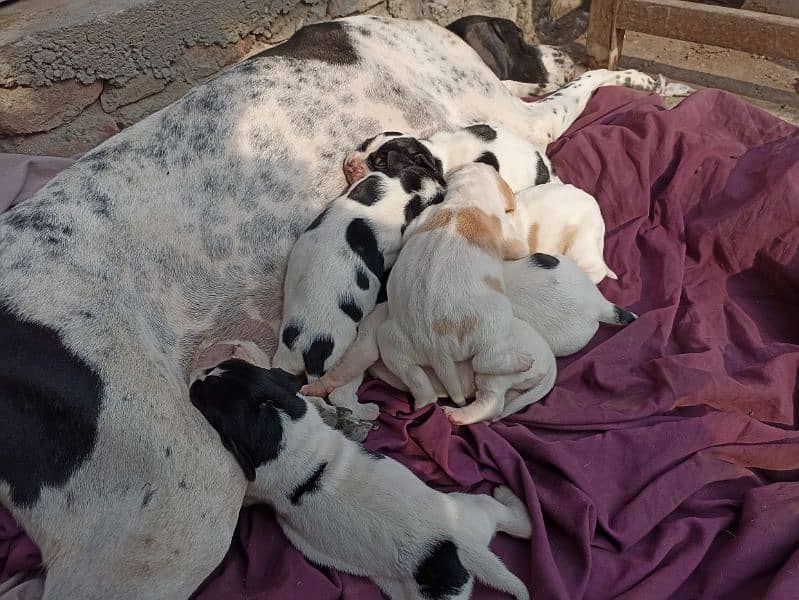 pure English pointer puppies 0