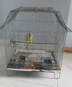 The Plumheaded Parrot With Cage | Male | Price 8000