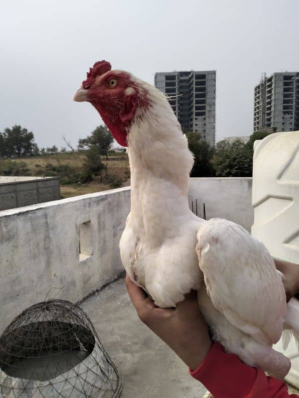 Heera pair for sale 6