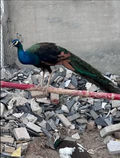 Peacock for sale