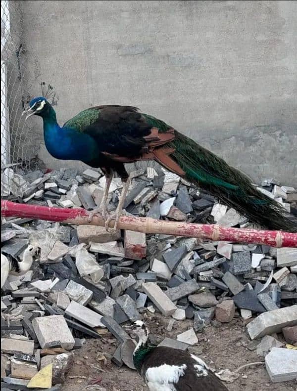 Peacock for sale 0