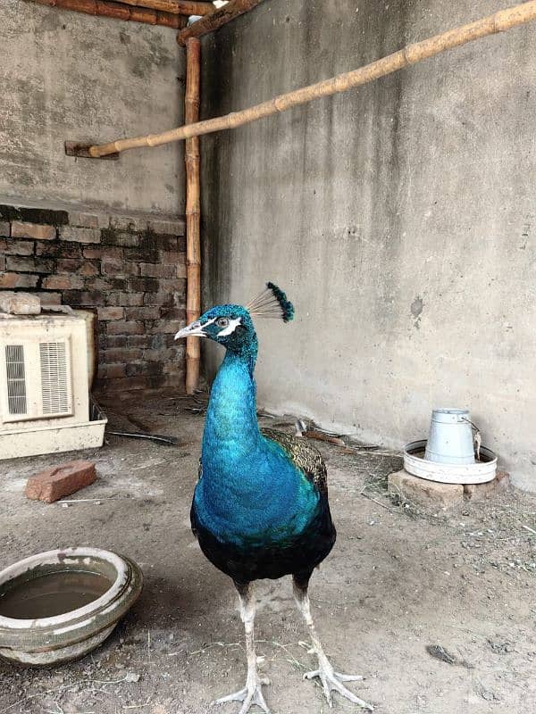 Peacock for sale 1