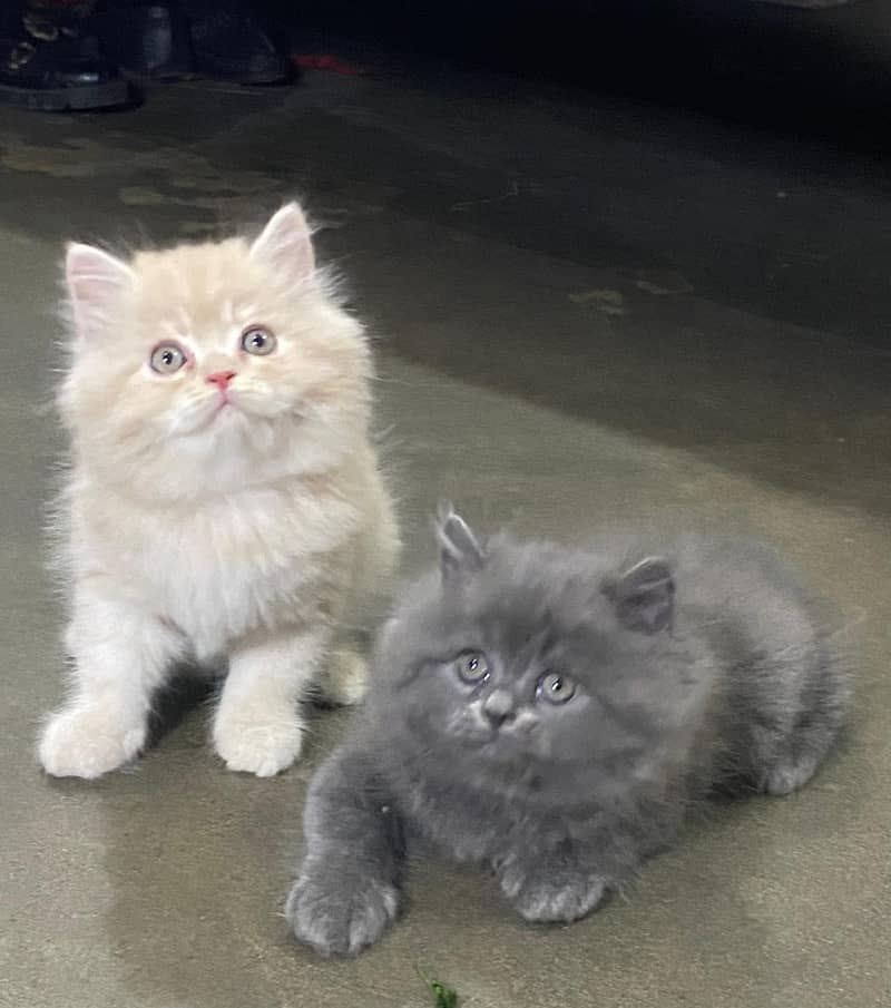 Blue Eye high quality kittens For sale(cash on delivery) 10