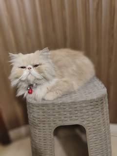 Persian cat