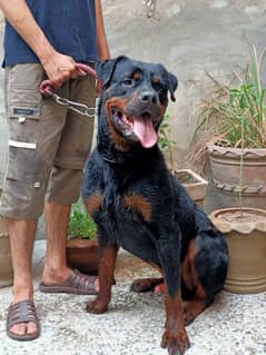 "ZACH" Rottweiler dog fully vaccinated and trained.