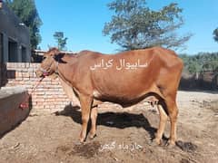 گائیں برائے فروخت - Cows for Sale