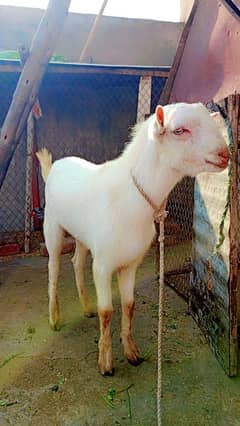 Bakra