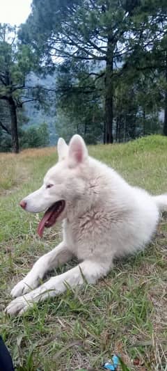 HUSKY