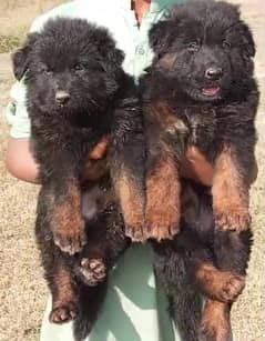 German Shepherd pair for sale