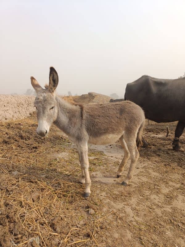 A donkey for sale 1