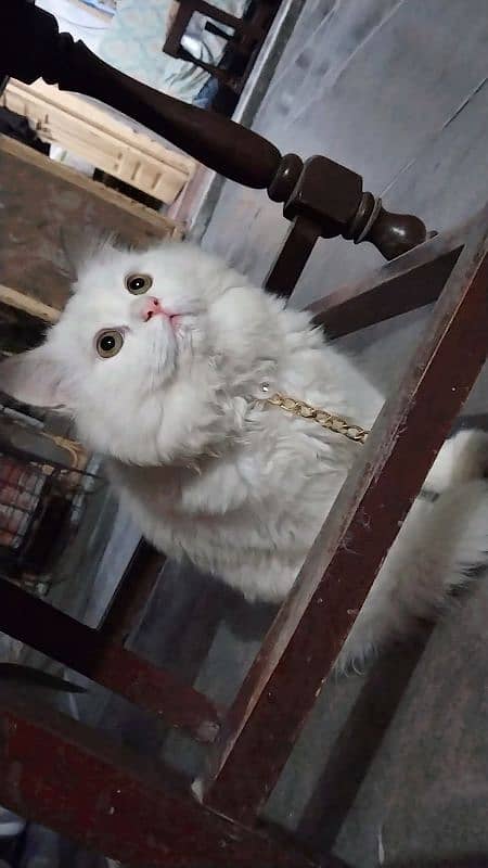 Fully trained cat, persian bread, tripple coated,7 months Male 3