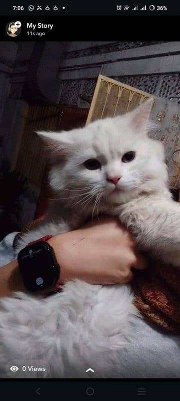 Fully trained cat, persian bread, tripple coated,7 months Male 4