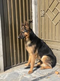 German Shepherd Male