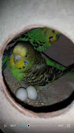 5 egg 2 parrot