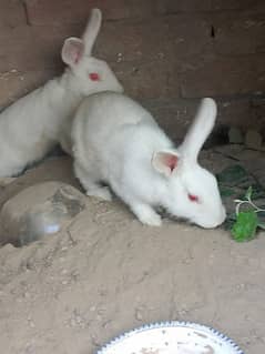 Rabbits