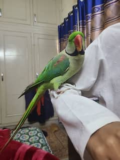 Raw Parrot Male and Katha Raw Female Pair