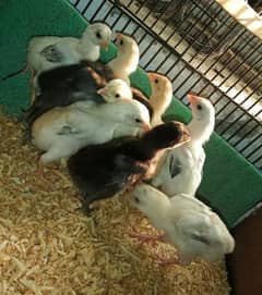 tarkish hint aseel chicks/Pure High Quality 9 chicks / with madi