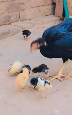 black tevar japani cross aseel murga to female one male 7 chick