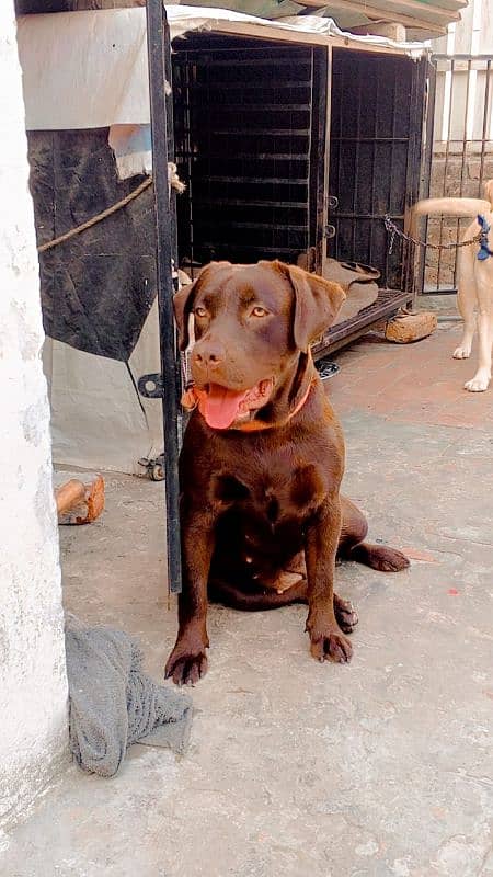 Labrador chocolate female 0