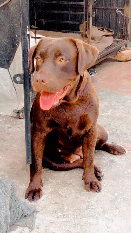 Labrador chocolate female 1