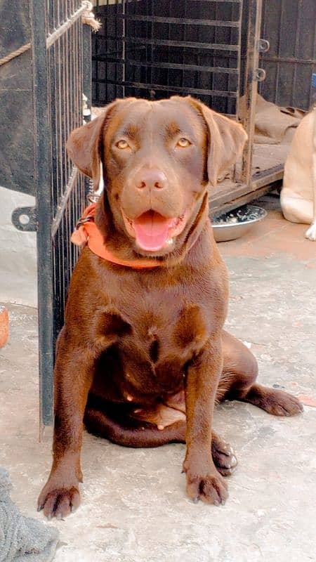 Labrador chocolate female 2