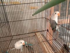 blue fishri split ino split blue 2 lovebird for sale