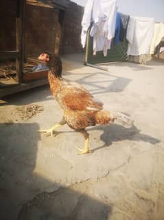 aseel hen for sell long height