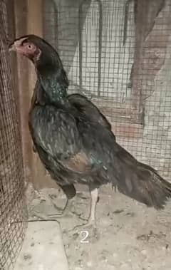 aseel mianwali breeding hen