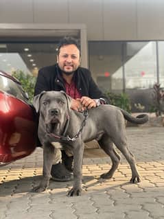 Cane Corso Male Puppy