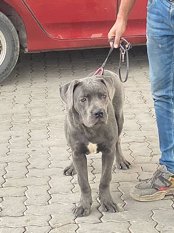 Blue Cane Corso Male puppy 2