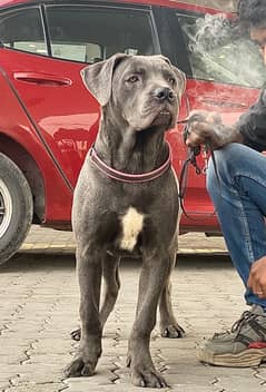 Blue Cane Corso Male puppy