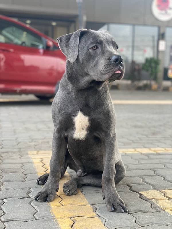 Blue Cane Corso Male puppy 1