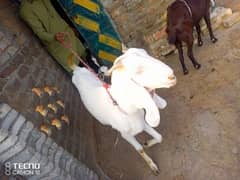 Goat bital rajan puri