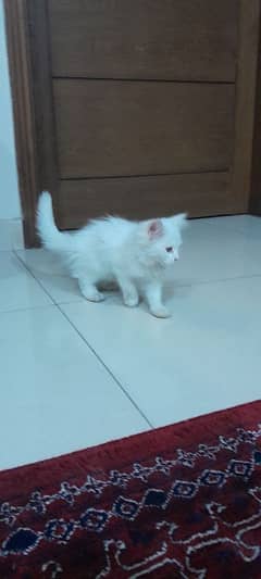 Persian male kitten double coat