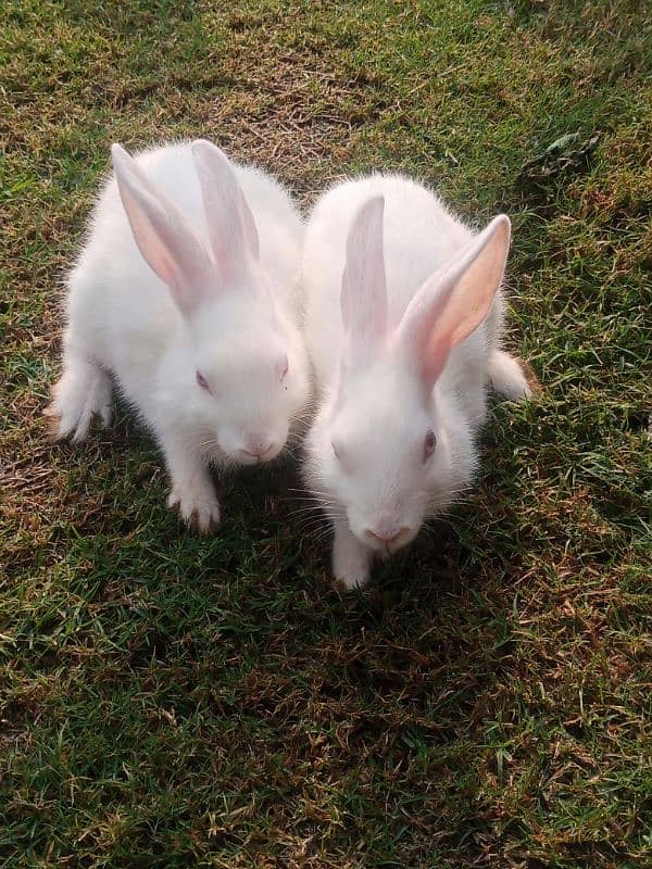 Male female red eyes white baby 2