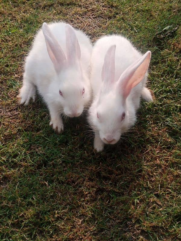 Male female red eyes white baby 3