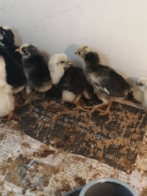 fancy/polish/bantam/buff chicks (03047369155) 1